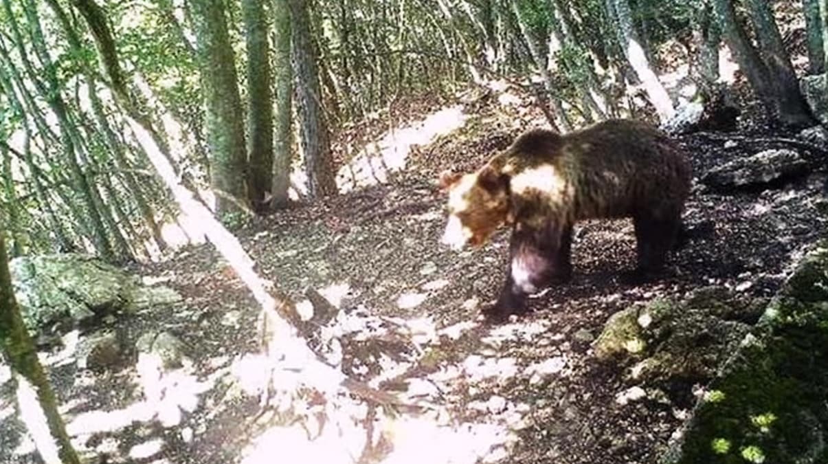 'M49' ikinci kez ka�t�! Bakan Costa: O kesinlikle �ld�r�lmemeli