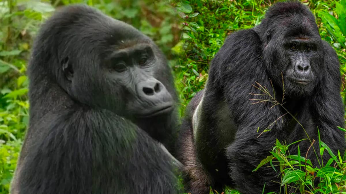 Rafiki'nin katiline 11 y�l hapis cezas�