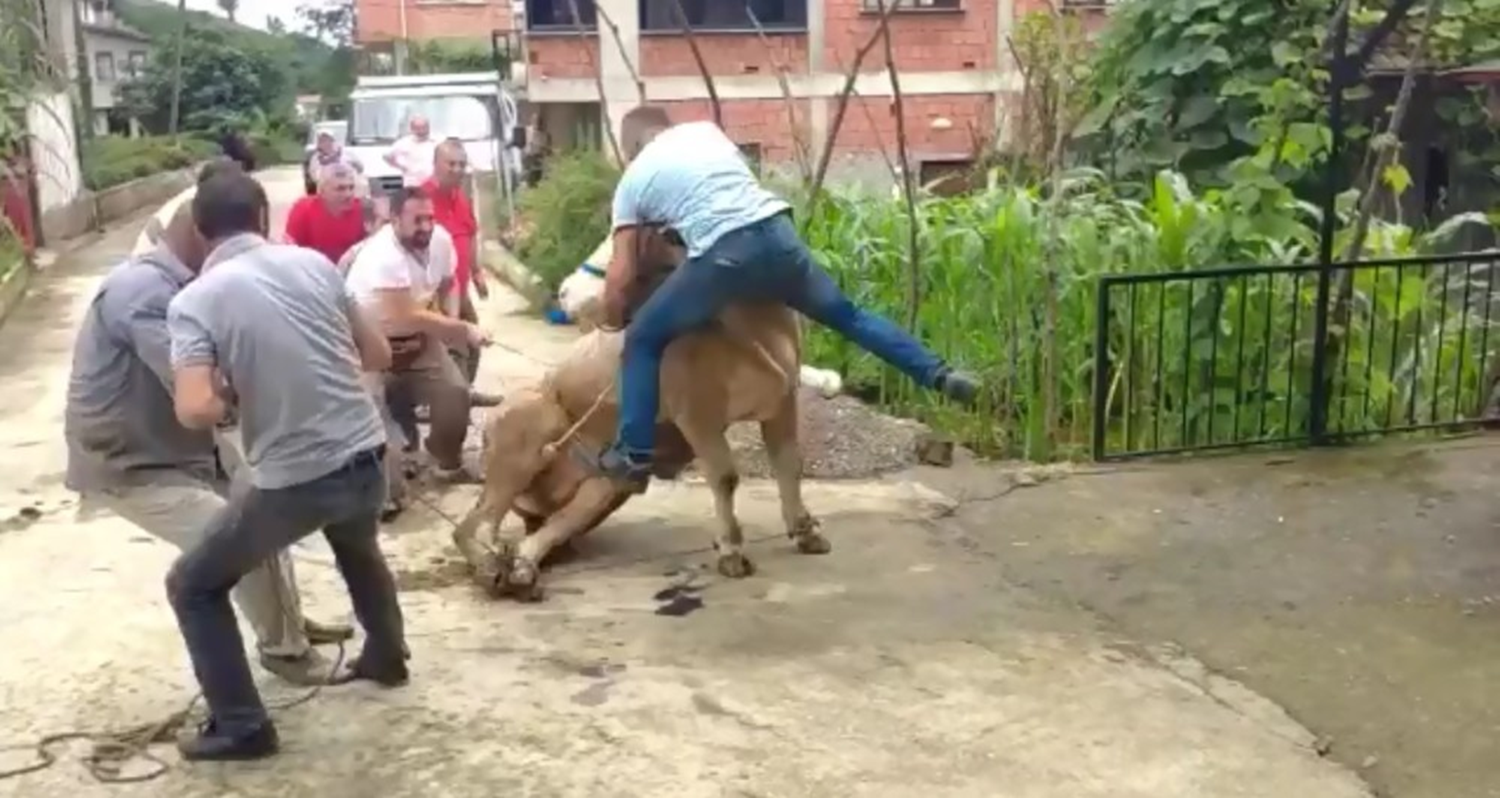 Rodeo g�sterilerini aratmad�! Bo�a boynuzundan tutan adam� b�yle savurdu