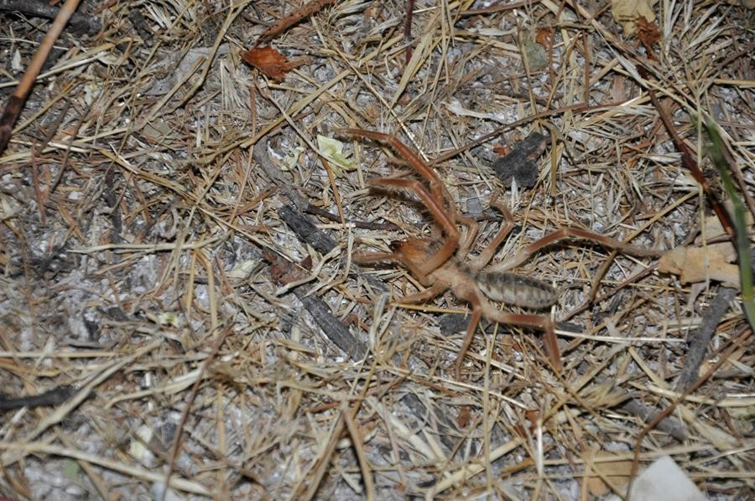 Zehriyle bir insan� �ld�rebiliyor! Arguvanl�lar� tedirgin