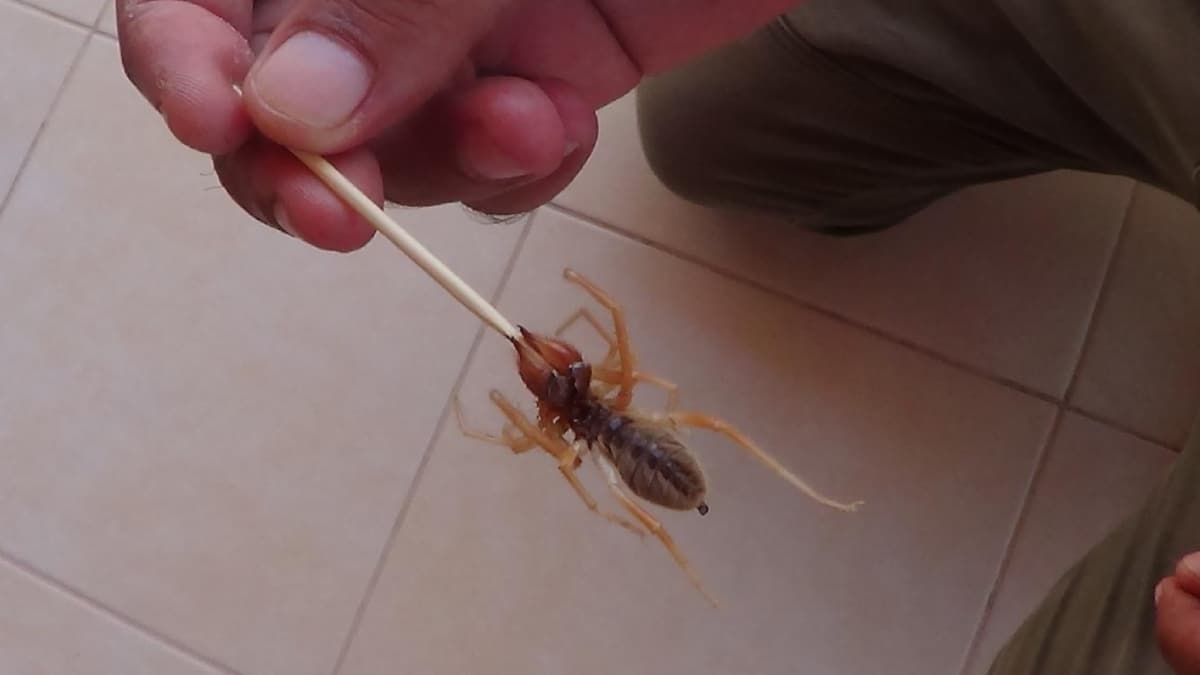 Et yiyen �r�mcek yine ortaya ��kt�