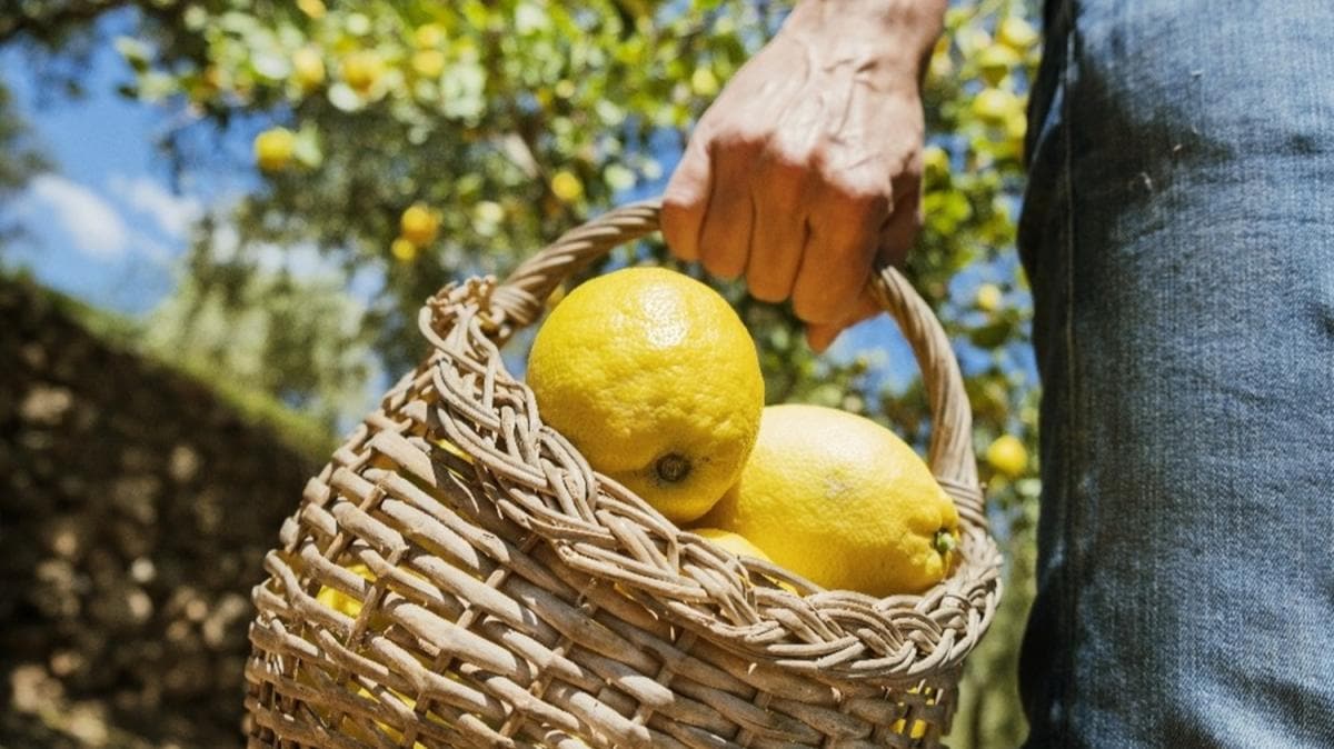 Resmi Gazete'de yaymland: Limon ihracatnda yeni karar