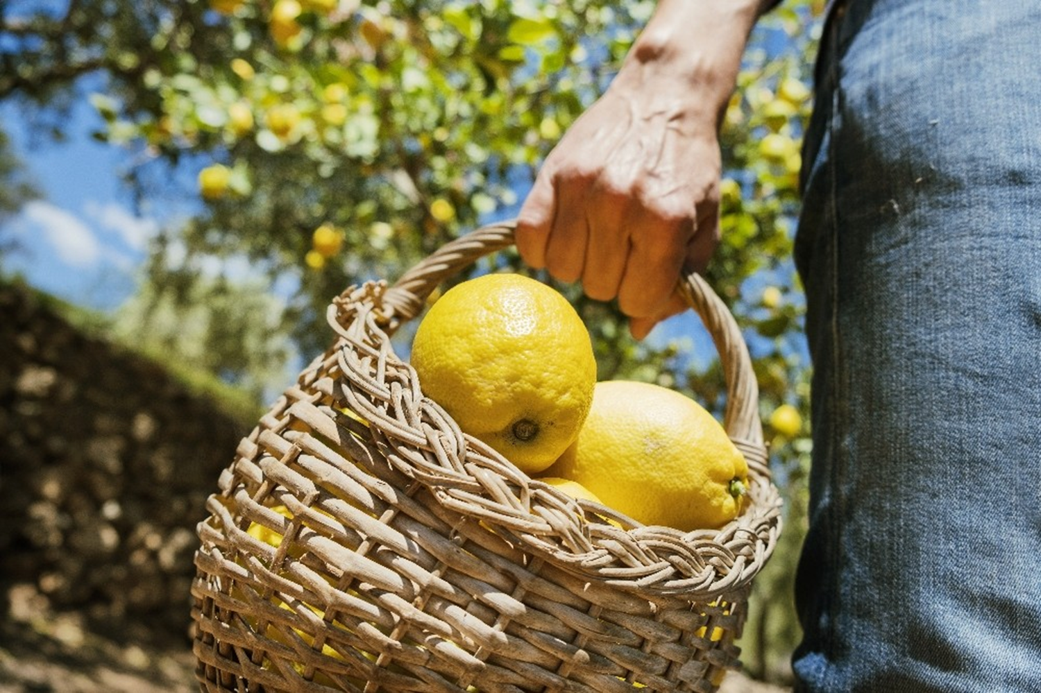 Limon ihracatnda yeni karar