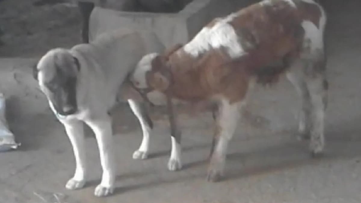 G�renler �a��rd�! Annesiz kalan danay� kangal emzirdi