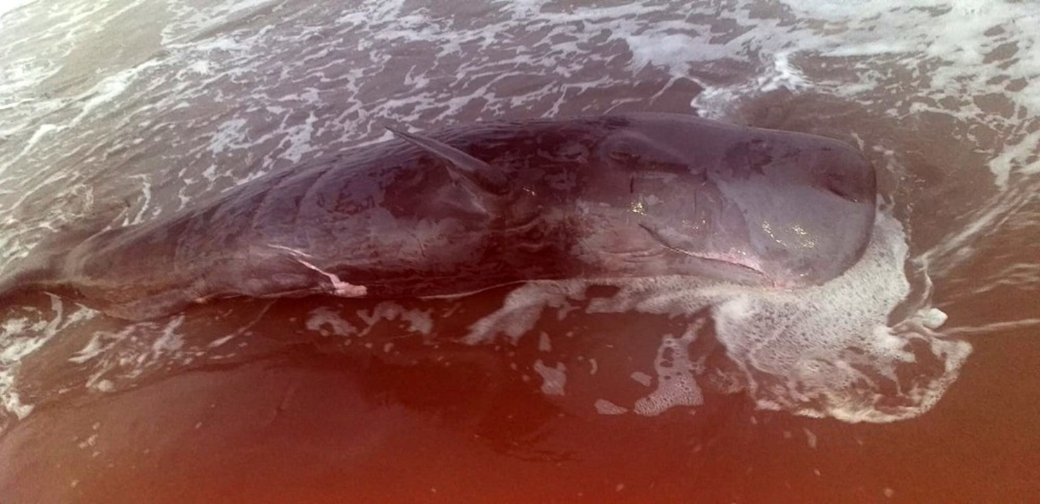 Adana'da k�y�ya vurdu! Tam bir bu�uk metre