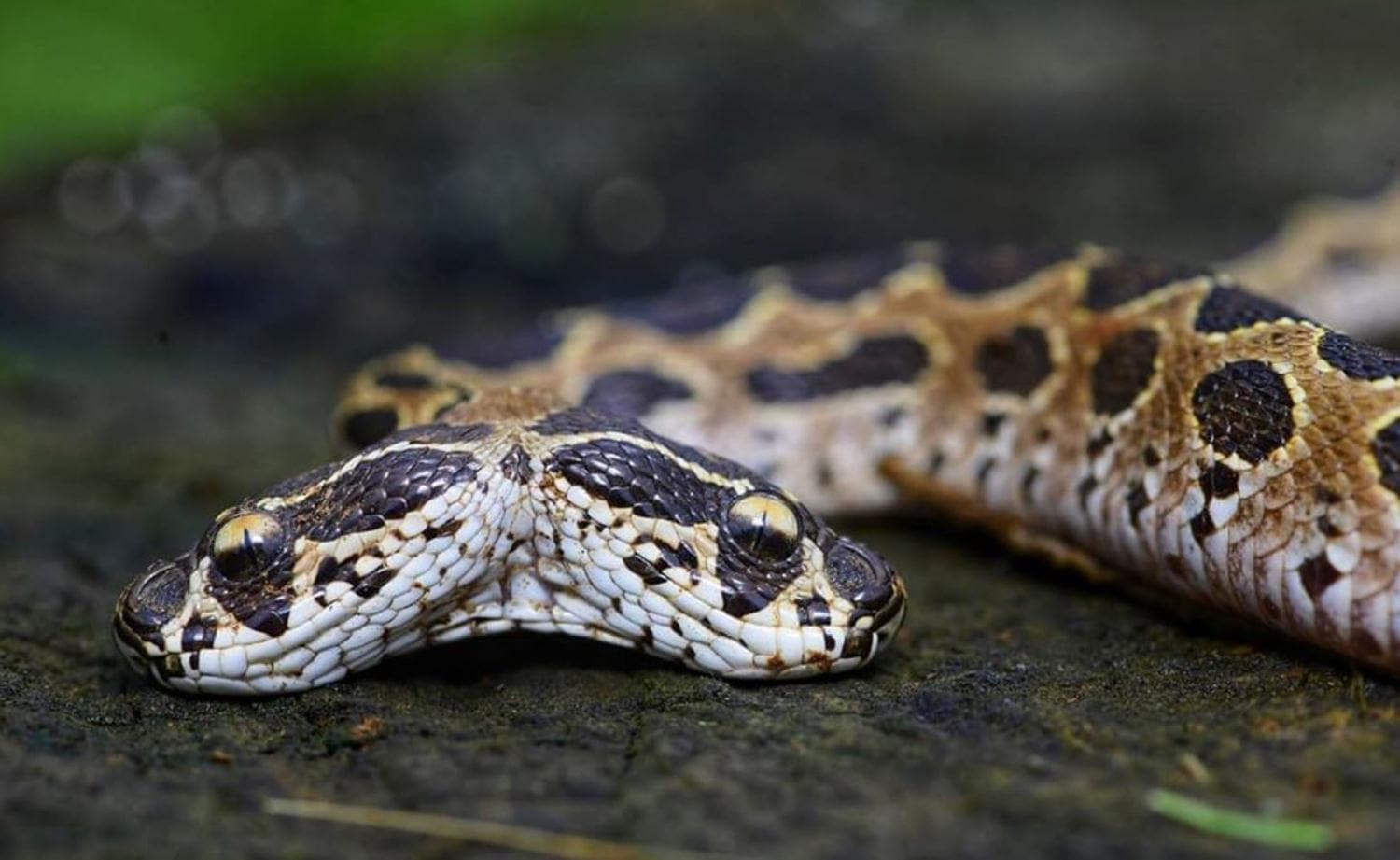 Tek �s�r�kta �ld�r�yor! '�ift ba�l�' tehlike