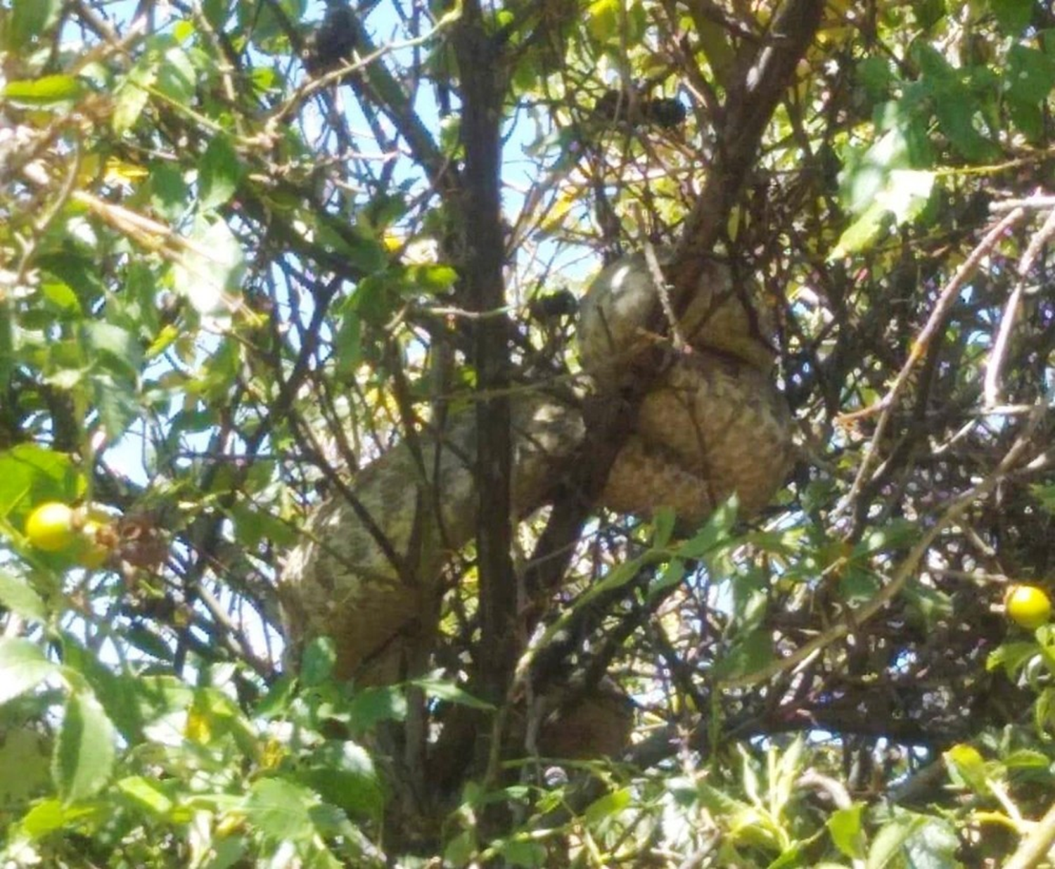 D�nyan�n en zehirlilerinden... Malatya'da g�r�ld�