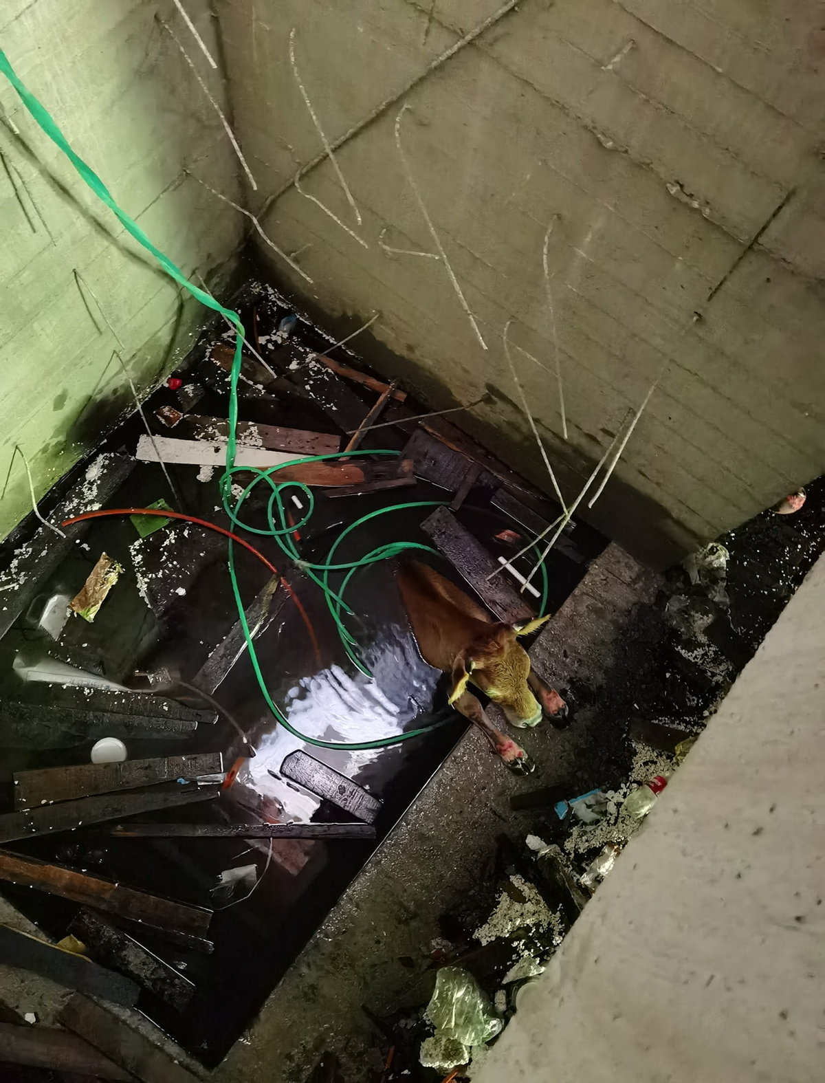 Asans�r bo�lu�una d��en ine�in yard�m�na itfaiye yeti�ti