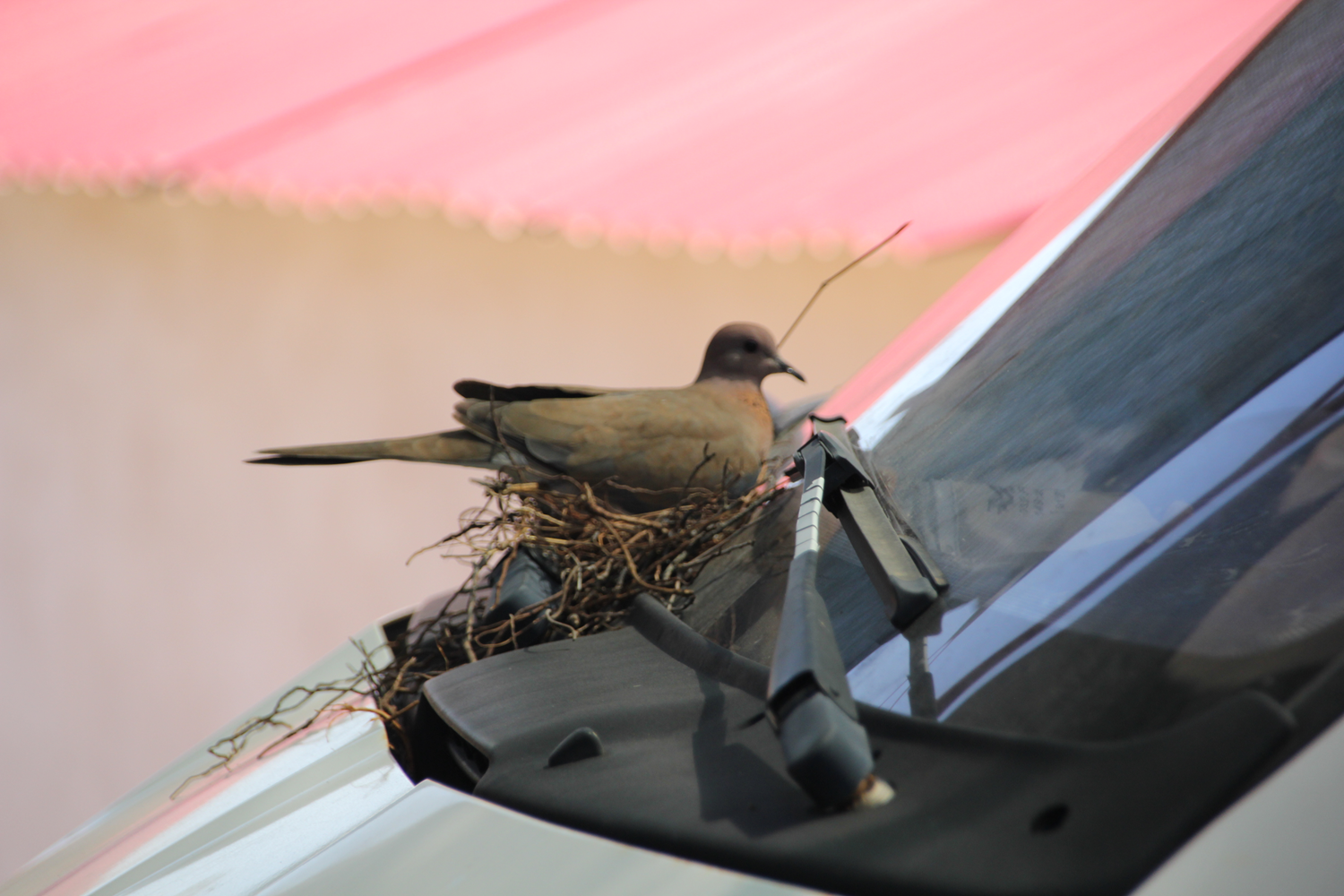 Kumrular kamyonetin sileceklerine yuva yapt�