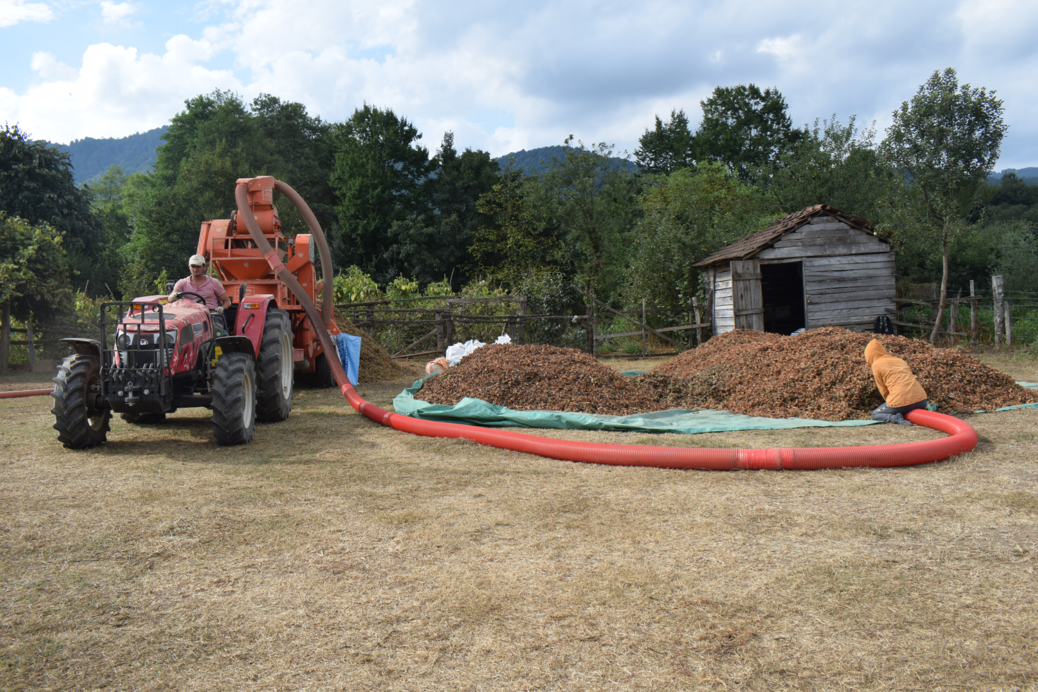 'Ye�il alt�n' harmana indi