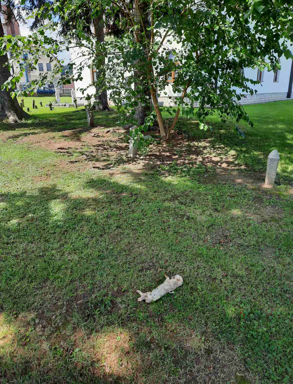 Bosna Hersek'teki bir cami avlusuna domuz lei brakld