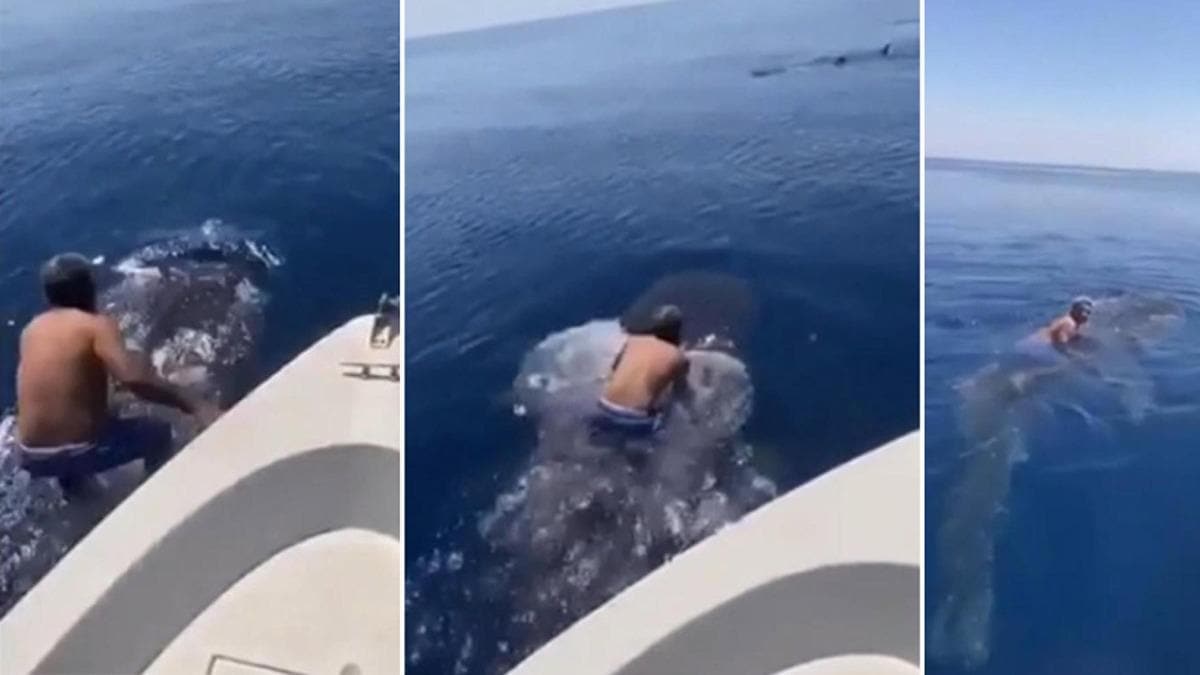 Suudi Arabistan'da bir adam balina kpek balnn srtna bindi