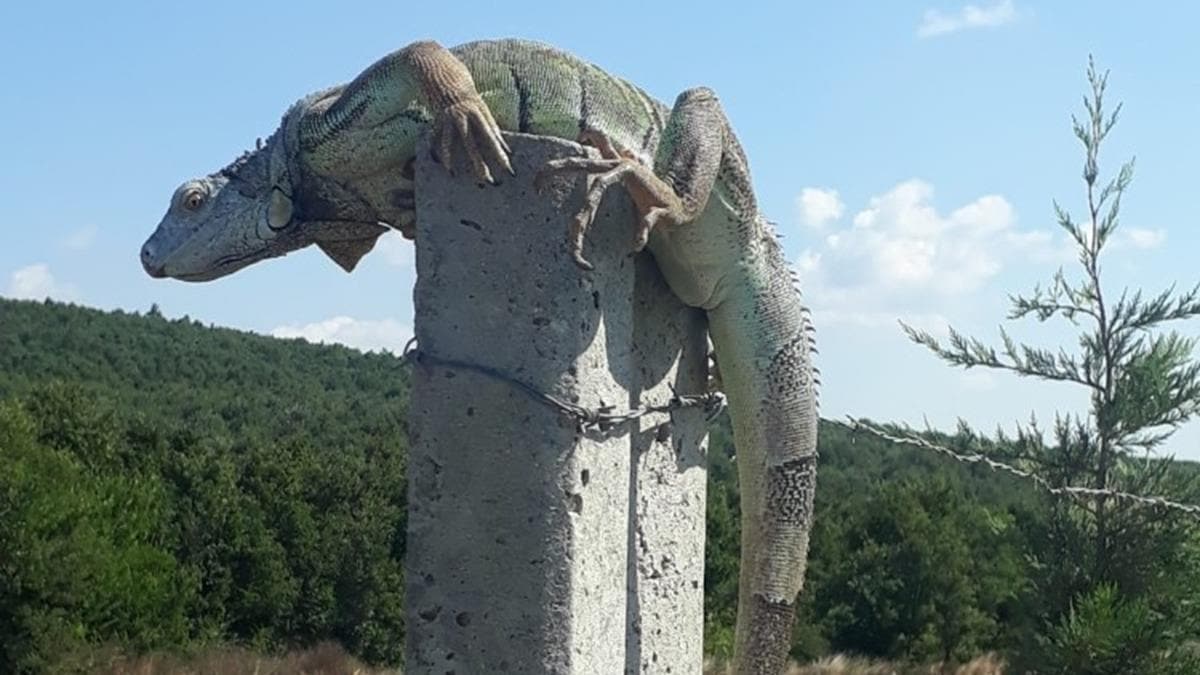 atalca'da iguana grld: Koruma altna alnd
