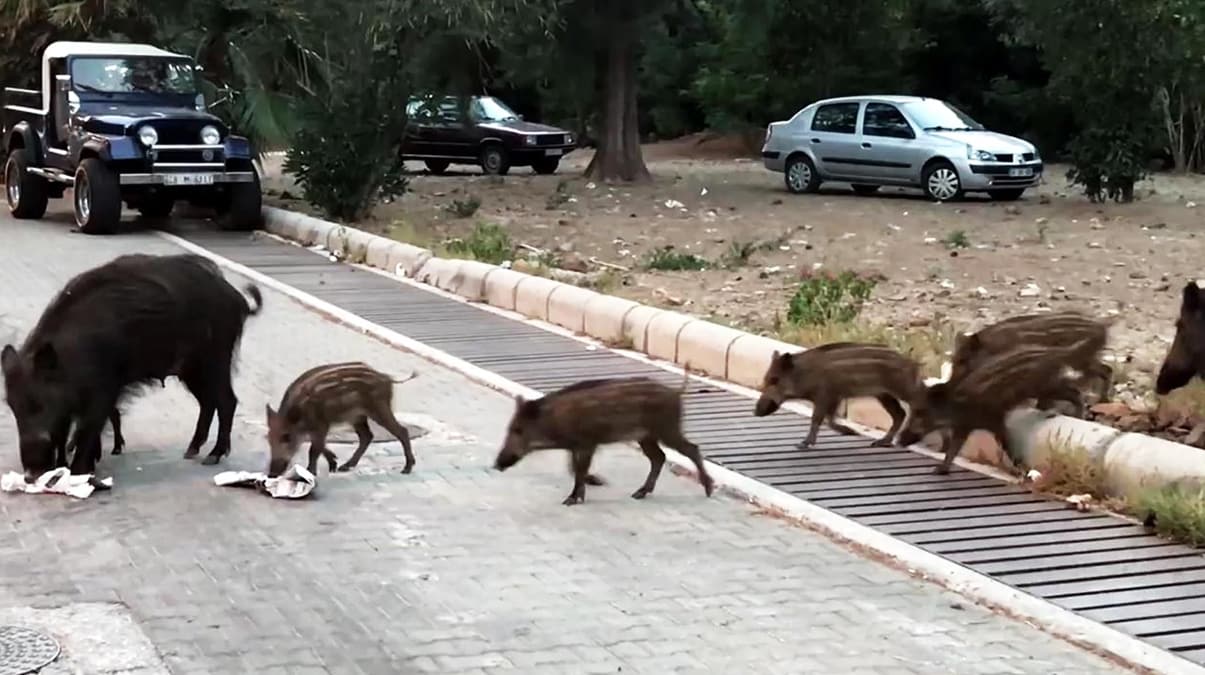 Marmaris'i domuz srs bast!