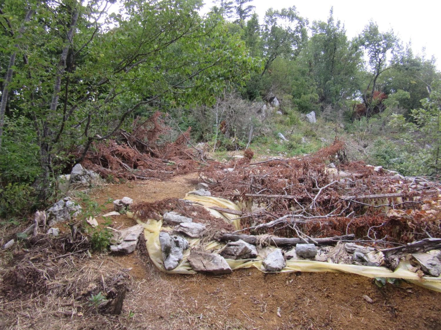 Koruma alt�ndaki a�a�lar� kesip kenevir eken �ah�slara operasyon