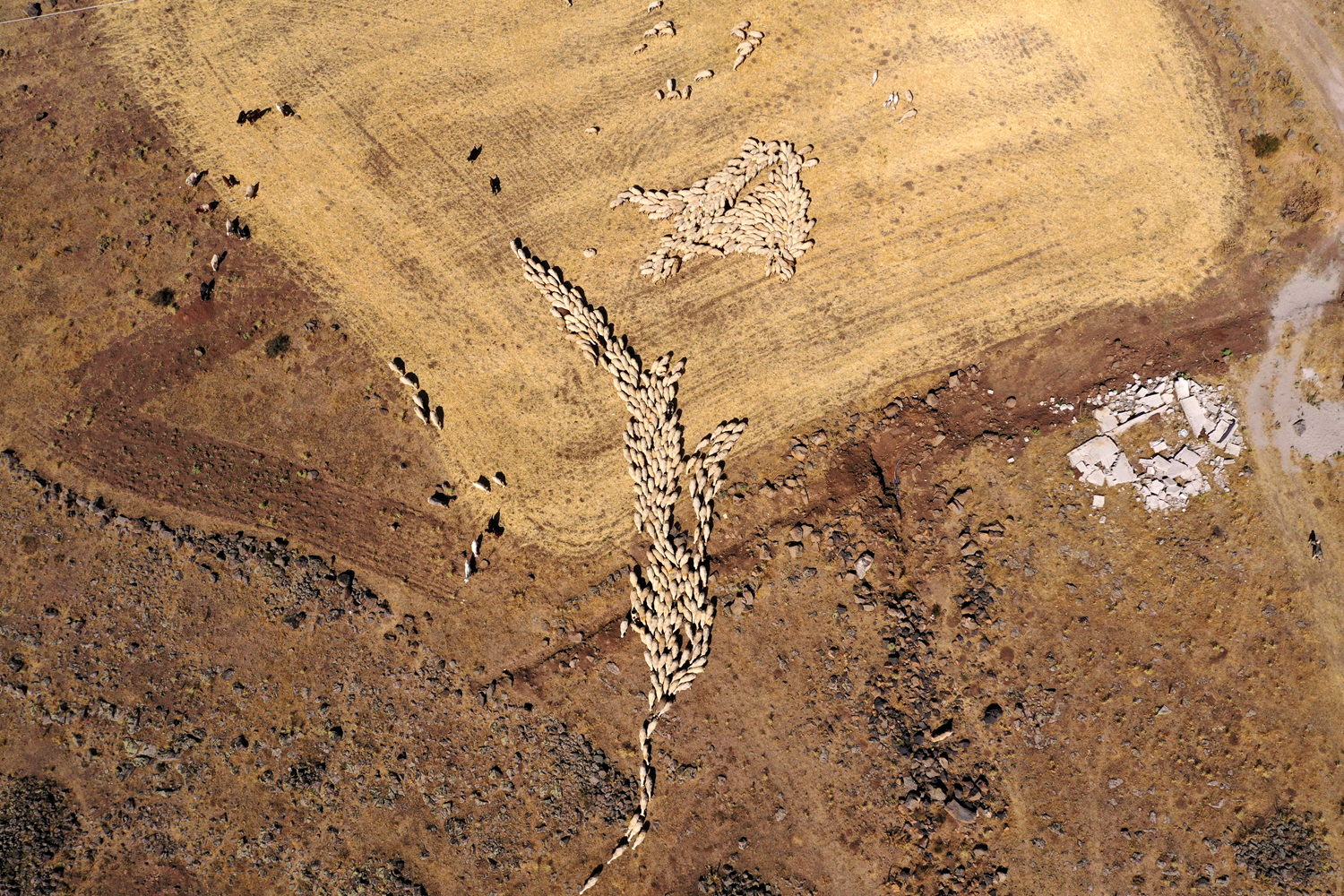 Tarm Kredi Kooperatifi'nden ald 62 bin liralk destekle kt yolda 250 koyunluk srnn sahibi oldu