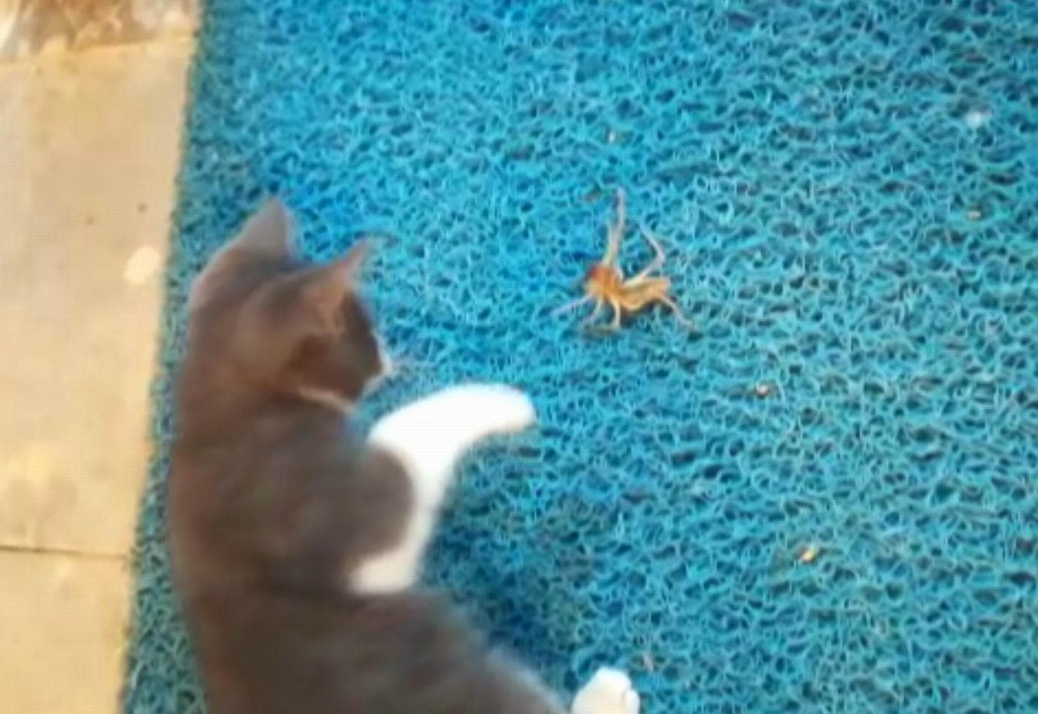 Dev �r�mcek ile yavru kedinin kar��la�ma anlar�