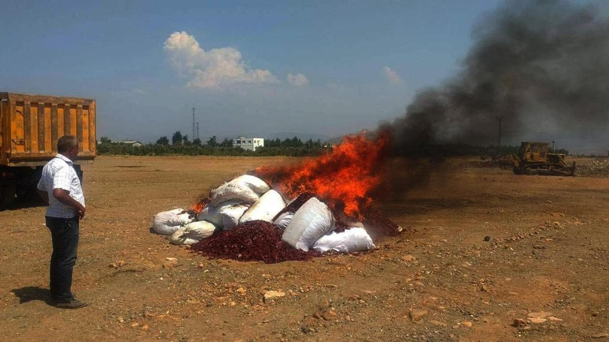 Gaziantep'te 15 ton kflenmi biber imha edildi