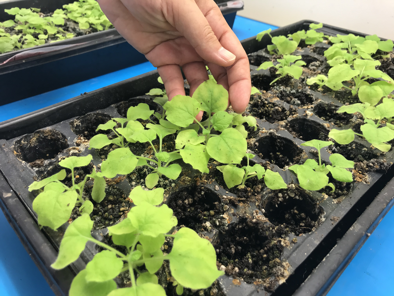 Prof. Dr. Mammedov'dan sevindiren a��klama: Kovid-19'a �zel iki 'a�� aday�' geli�tirildi