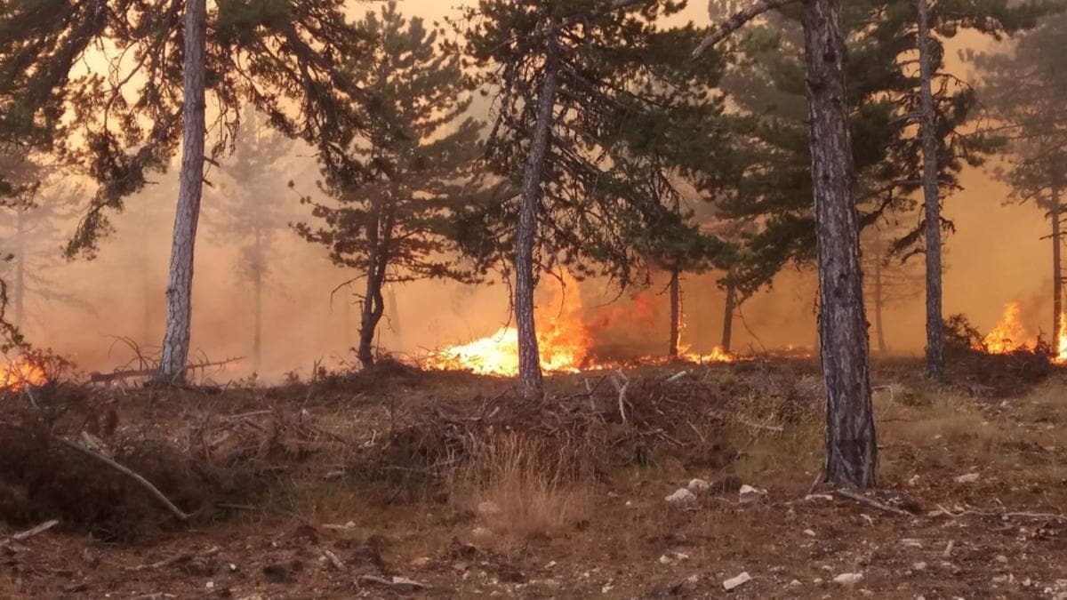 Ankara'da kan orman yangnna mdahale ediliyor