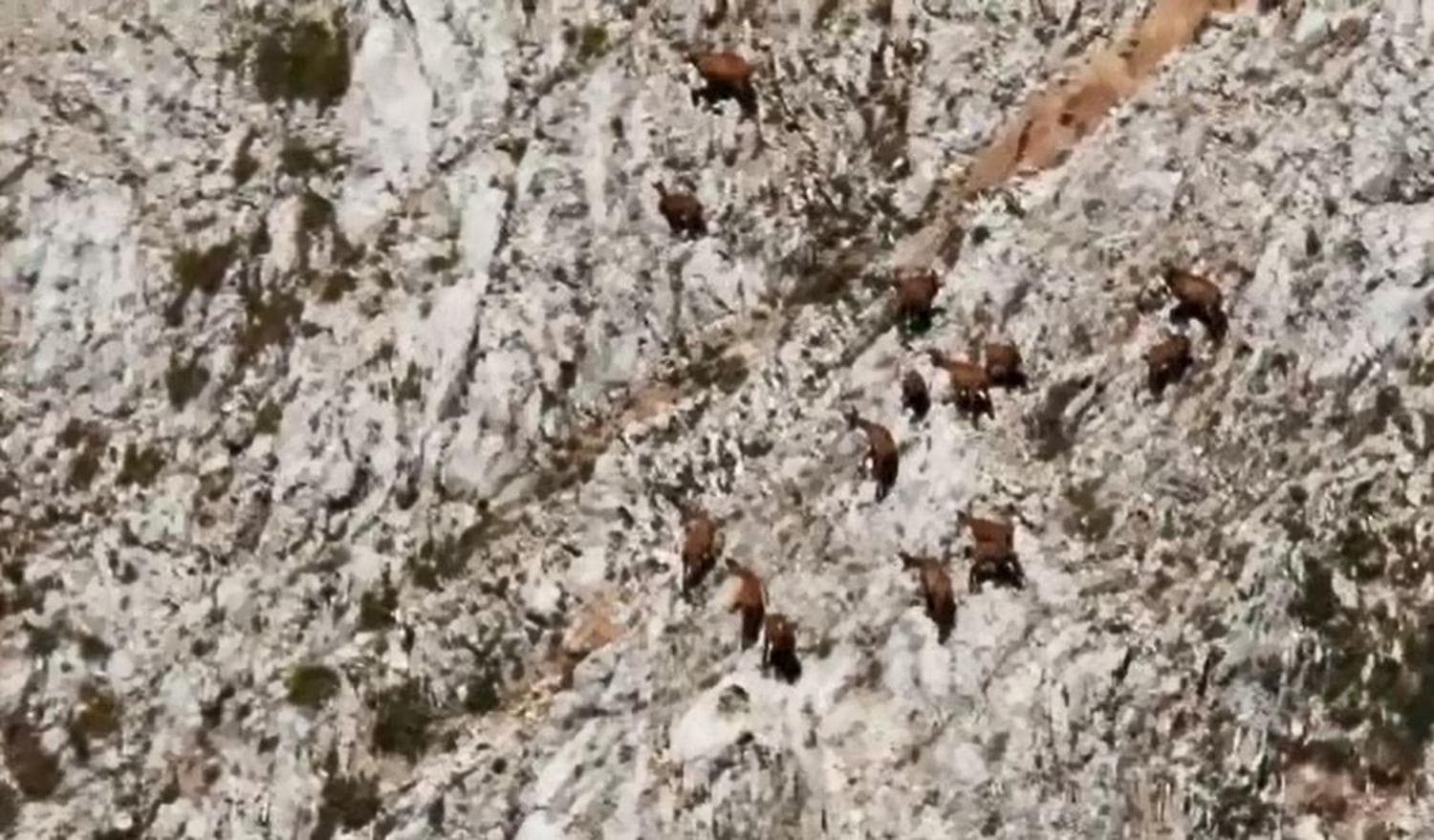 Nesli t�kenme tehlikesi alt�nda! Tunceli'de s�r� halinde g�r�nt�lendi