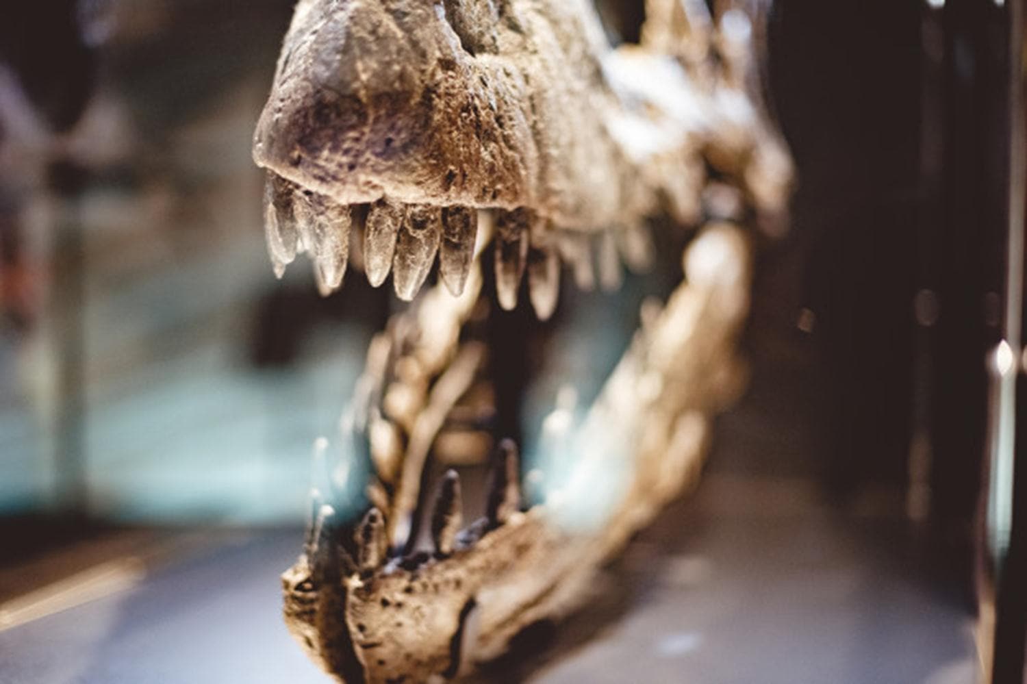 ngiltere'de 191 milyon yl nce yaam dinozor iskeleti zerindeki almalar 150 yln ardndan tamamland