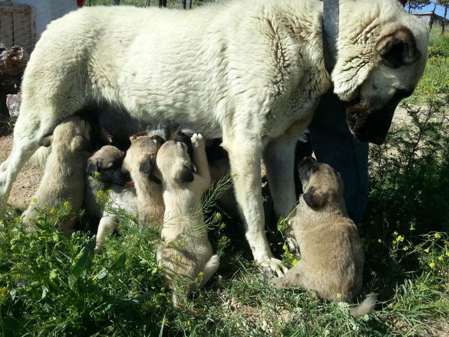 Bilimsel olarak kan�tland�... Kangallar 'hormon eksikli�i' y�z�nden yavrular�n� yiyor