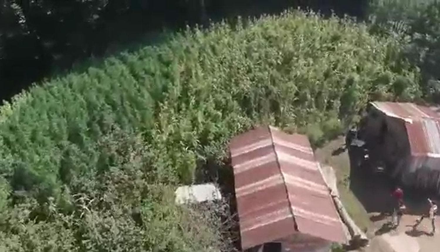 Msr tarlalarna uyuturucu operasyonu