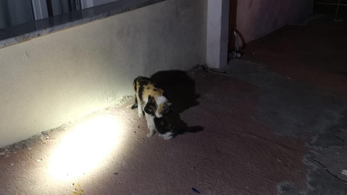 Apartmann havalandrma boluuna den kedi yavrularn itfaiye kurtard 