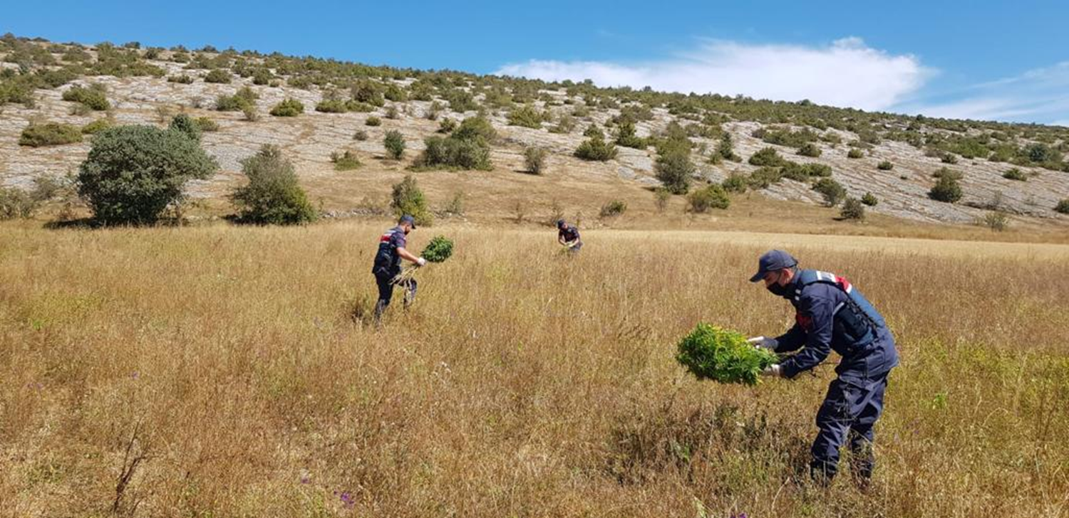 Kastamonu'da 2 bin 200 k�k kenevir ele ge�irildi