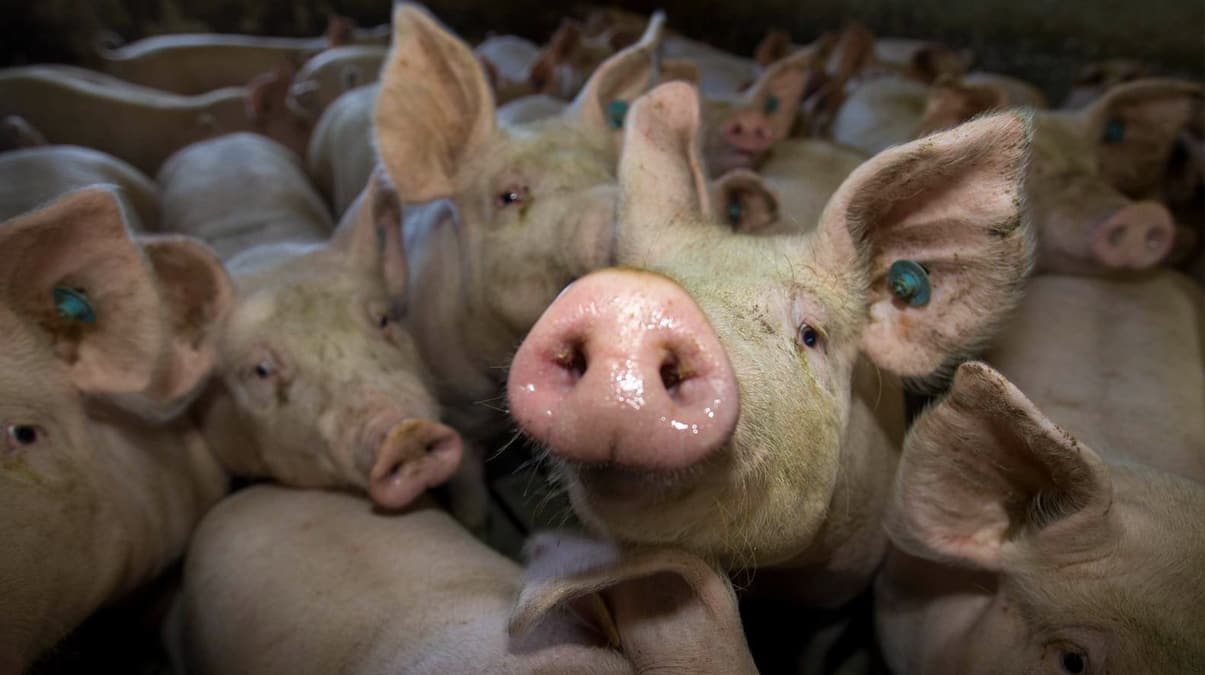 Avrupa'da veba alarm! Dier lkelerle temasa geildi