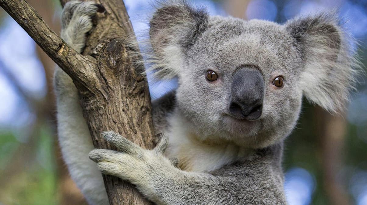 Avusturalya'da 'koala sava' hkmeti bld