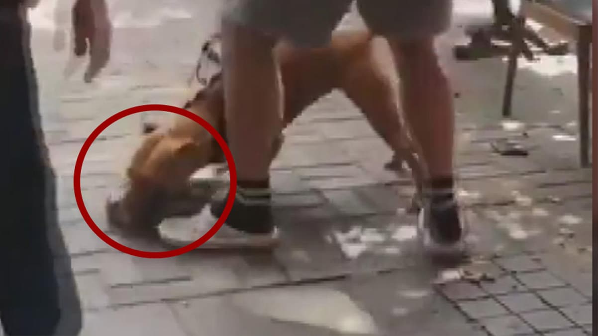 Be�ikta�'ta pitbull deh�eti: Par�alad�