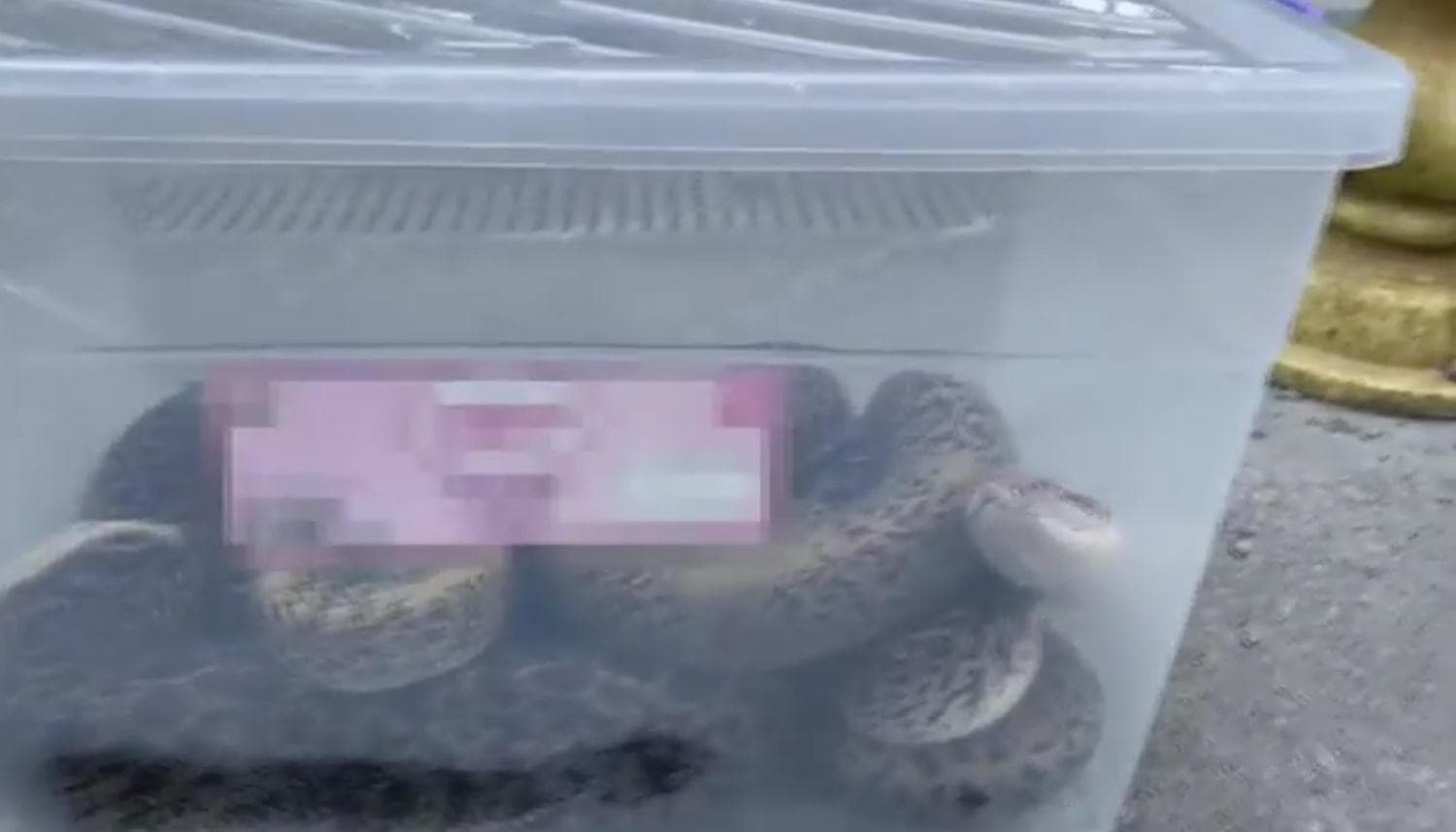 �stanbul'da piton alarm�!