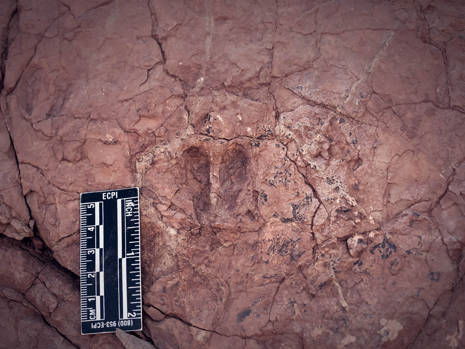 Sivas'ta heyecanlandran keif: Hayvan ayak izi fosilleri bulundu