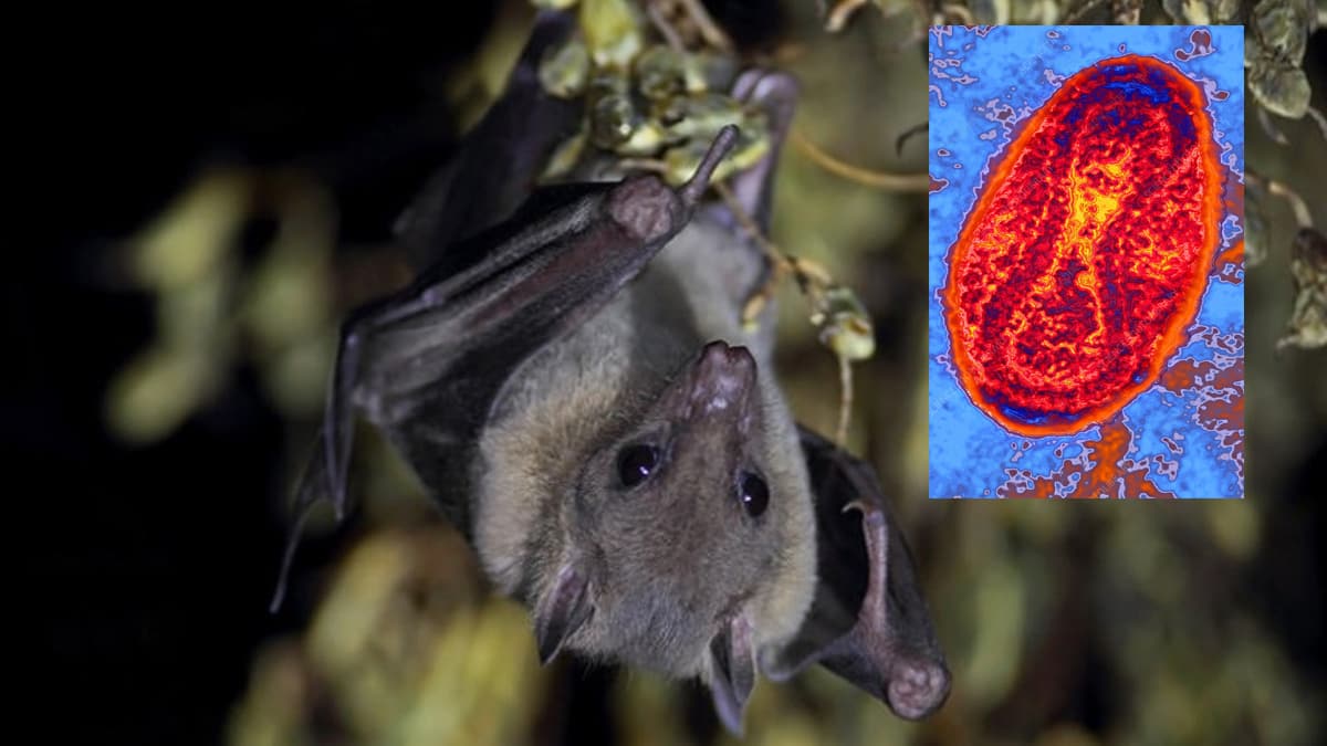 �lk kez �srail'deki yarasalarda bulundu! Bilim d�nyas� IsrRAPXV vir�s�n� konu�uyor