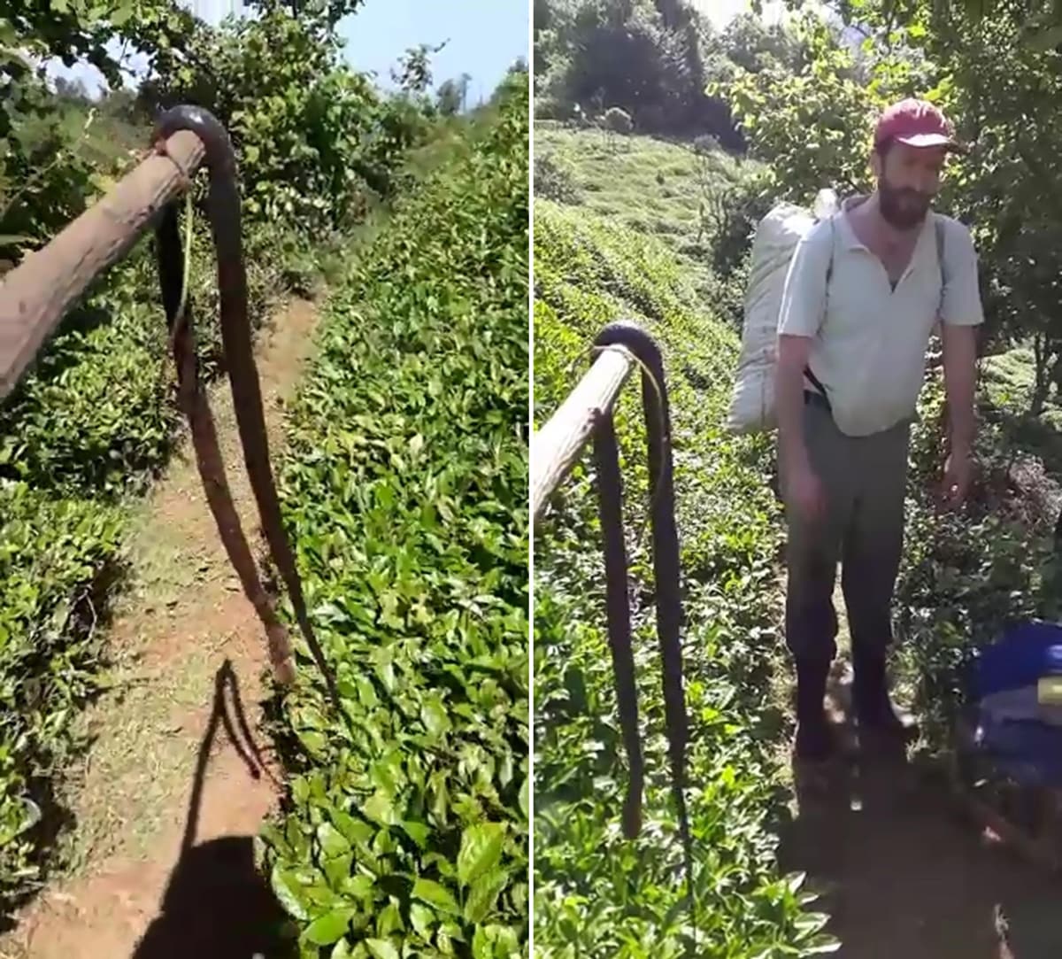 �ay bah�esine giren 2 metrelik y�lan� �ld�rd�