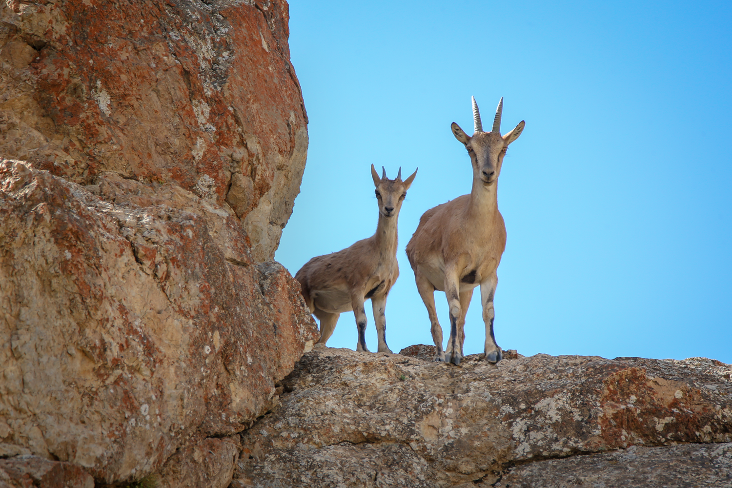 Da�lar�n 'ger�ek sahipleri' geri geldi