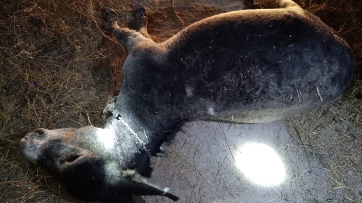 Eski�ehir'de vah�et! E�e�i i�kence yaparak �ld�rd�ler