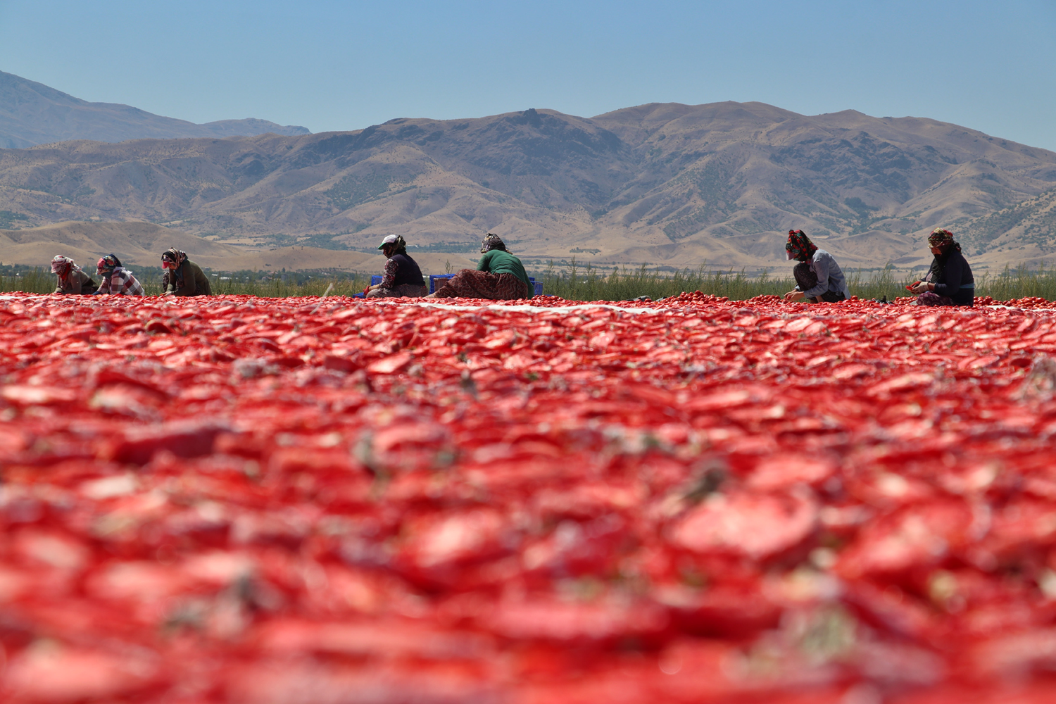 500 ton d�nya sofralar�n� lezzetlendirecek