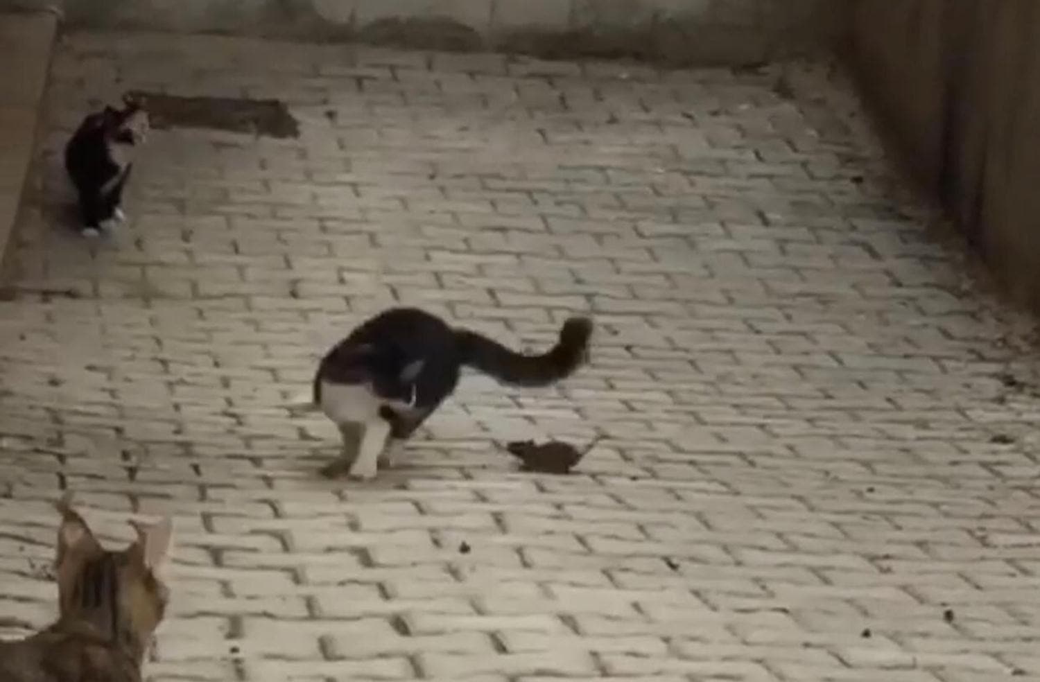 Bu sefer roller de�i�ti: Fare kovalad�, kediler ka�t�