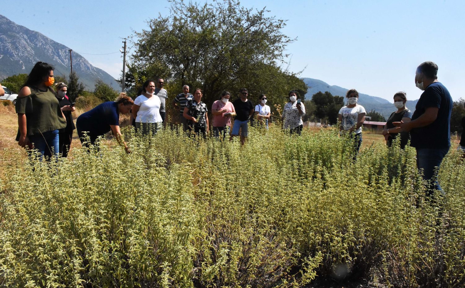 T�bbi aromatik bitki yeti�tiren kad�nlar ekonomilerine katk� sa�l�yor