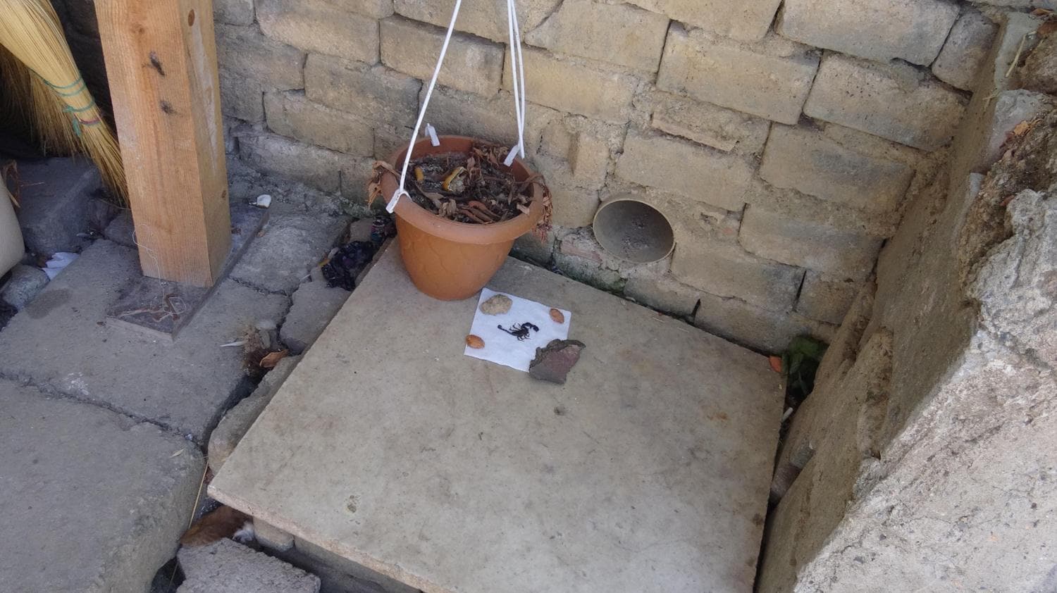 Y�lan ve akrepler nedeniyle korku i�erisinde ya��yor