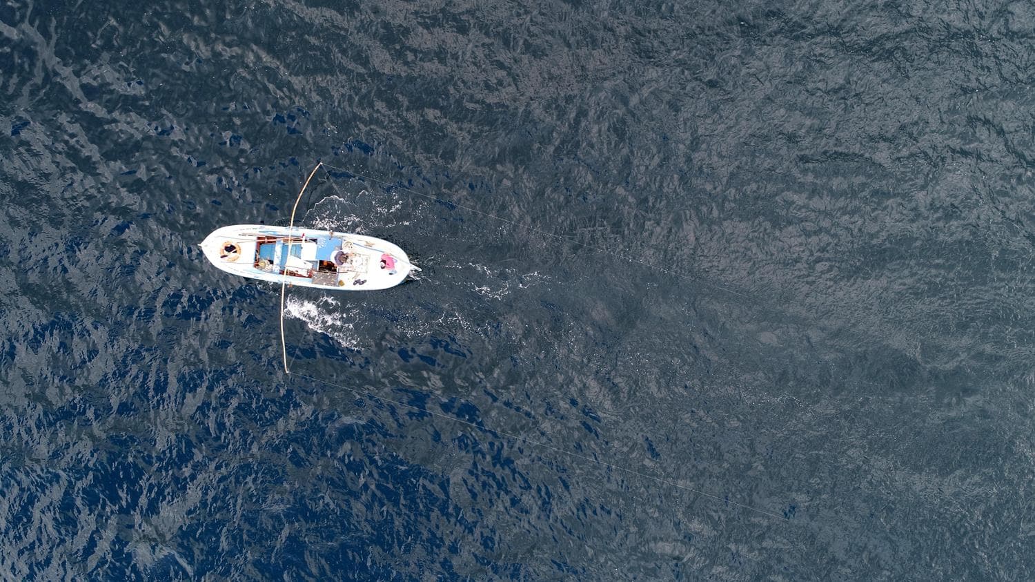 Bal�k��lar�n y�z� g�ld�: Palamut, karaya ��kmadan al�c� buluyor