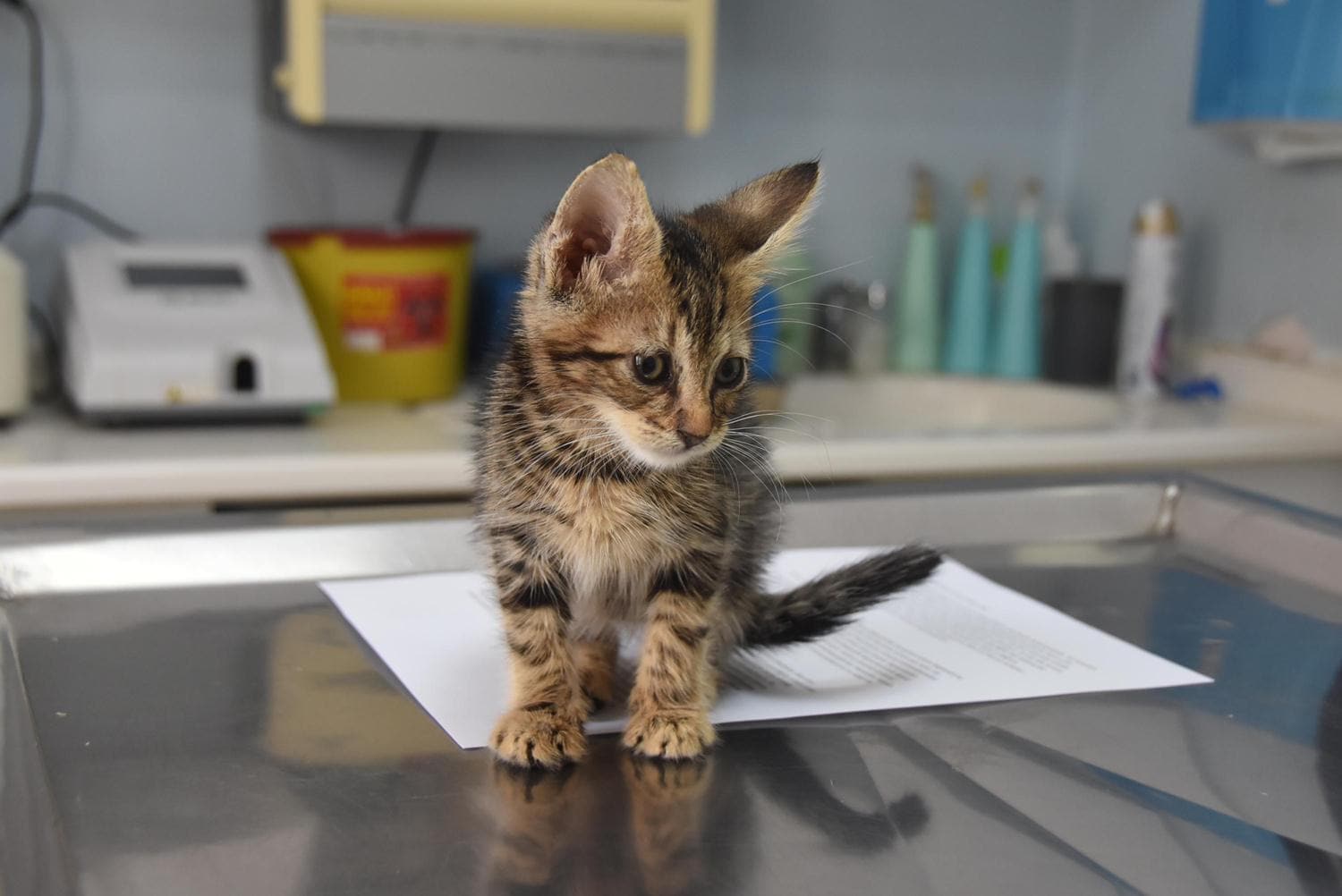 Hayvanlara �zg� koronavir�s insanlara bula�m�yor