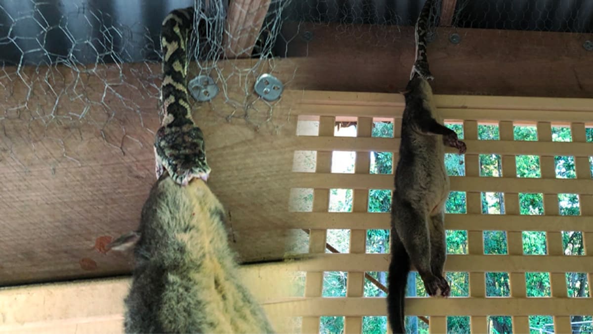 Keseli s��an�n hal� pitonuyla amans�z m�cadelesi