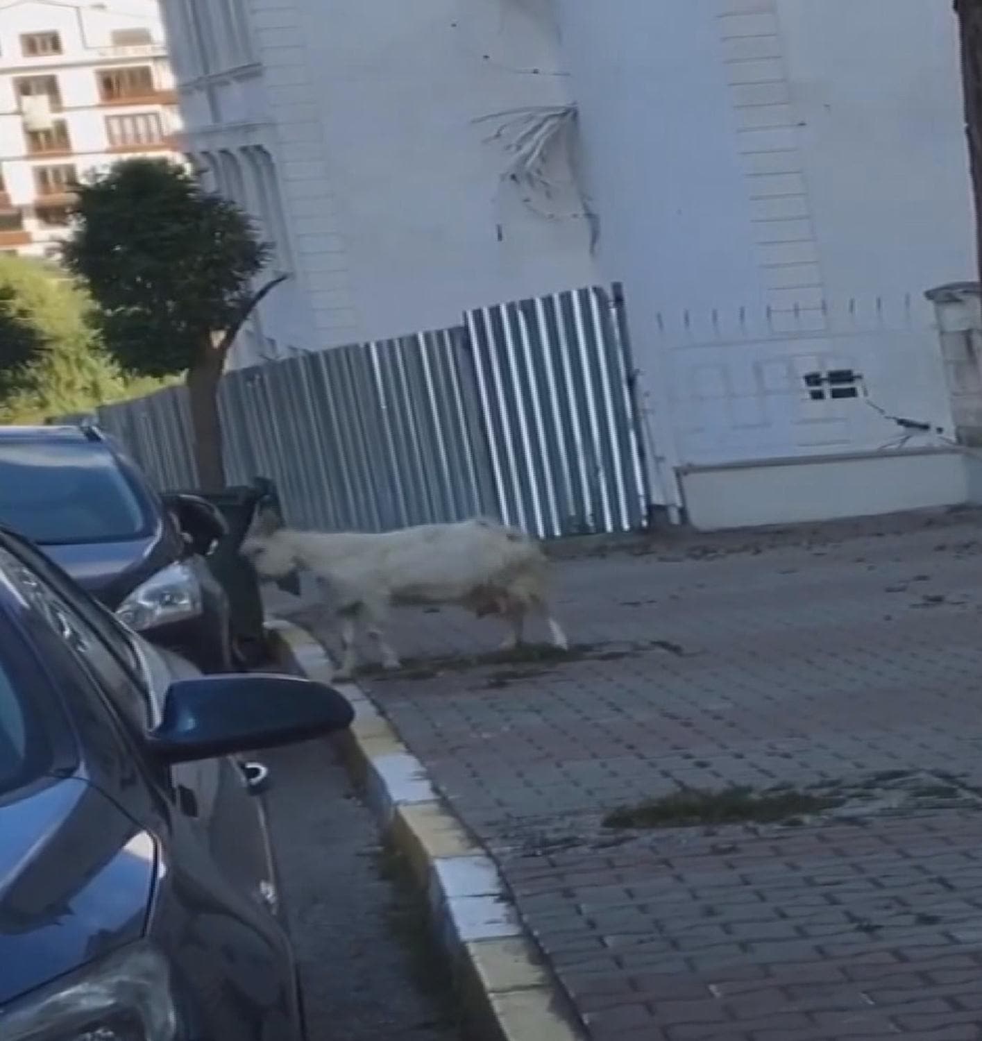 Ak�lalmaz olay! Ke�i boynuz darbeleriyle park halindeki otomobile hasar verdi