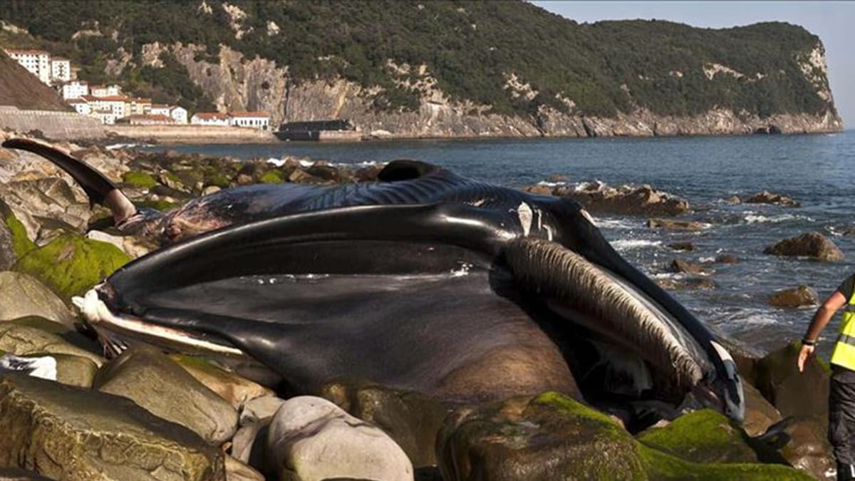 Avustralya'da 90 balina �ld�!