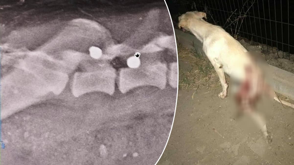 B�yle canilik g�r�lmedi: K�pe�i hedef tahtas� yapt�lar