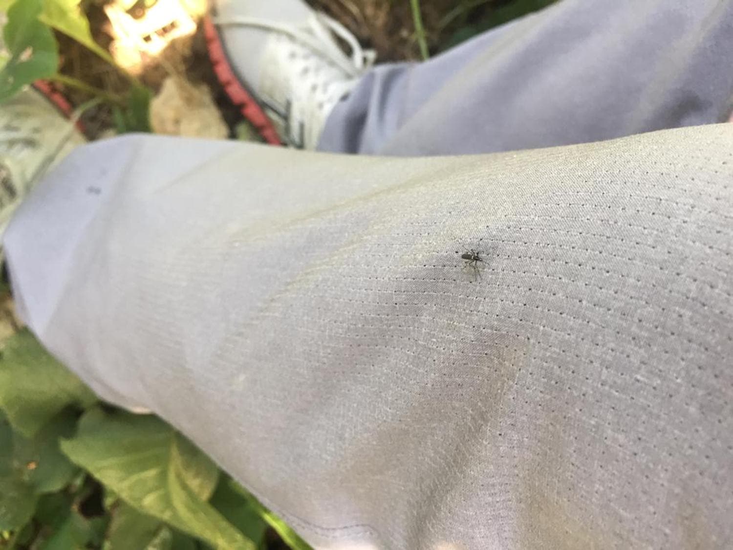 stanbul'da Asya Kaplan Sivrisinei' panii: Hastalk bulatrabilir